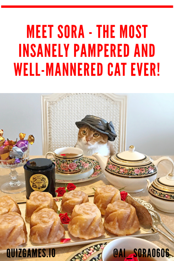 Pampered pets, pampered pet, pampered cats, pampered cat, pampered kitty